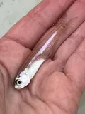 Bay Anchovy, photographed in Maryland