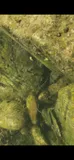 Arkansas Saddled Darter, photographed in Arkansas