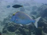 Saucereye Porgy, photographed in West Bay