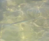 Atlantic Needlefish, photographed in Rio de Janeiro