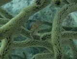 Slender Filefish, photographed in Bonaire
