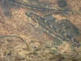 Halloween Darter, photographed in Georgia