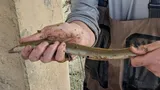 American Eel, photographed in Mississippi