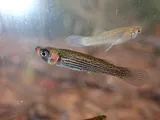 Russetfin Topminnow, photographed in Georgia