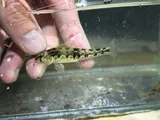 Cumberland Snubnose Darter, photographed in Tennessee
