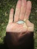 Irish Pompano, photographed in Florida