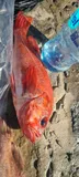 Vermilion Rockfish, photographed in Baja California