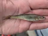 Sauger, photographed in Mississippi