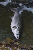 Black Mullet, photographed in Tokyo