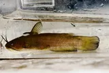 Yellow Bullhead, photographed in Arkansas