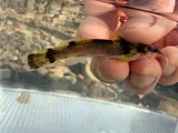 Ozark Madtom, photographed in Arkansas