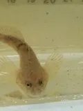 Spoonhead Sculpin, photographed in Alberta