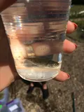 Blackspotted Stickleback, photographed in Nova Scotia