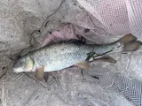 Utah Sucker, photographed in Utah