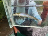Stargazing Minnow, photographed in Georgia