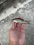 Fat Snook, photographed in Florida
