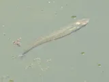 Blackstripe Topminnow, photographed in Texas