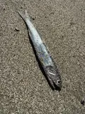 Californian Anchoveta, photographed in California