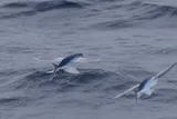 Atlantic Flyingfish
