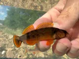 Orangefin Darter, photographed in Kentucky
