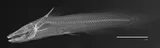 Ouachita Madtom, photographed in Arkansas