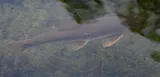 Gray Redhorse, photographed in Texas