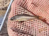 Fathead Minnow, photographed in Utah