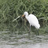 Monopterus javanensis, photographed in North