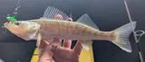 Walleye, photographed in Michigan