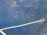 Walking Catfish, photographed in Florida