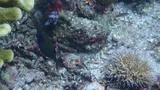 Spotted Boxfish, photographed in Papua Barat