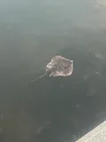 Atlantic Stingray, photographed in Florida
