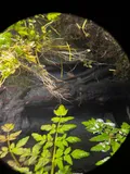 Coho Salmon, photographed in Washington