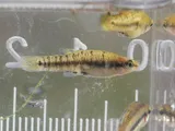 Dwarf Livebearer, photographed in Florida