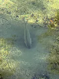 Nile Tilapia, photographed in Florida