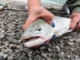 Bull Trout, photographed in British Columbia
