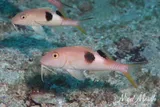 Blackspot Goatfish, photographed in Queensland