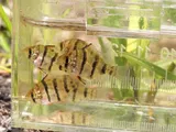 Blackbanded Sunfish, photographed in New Jersey