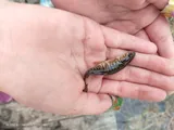 Central Mudminnow, photographed in Wisconsin