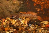 Stone Darter, photographed in Tennessee