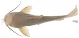 Spotted Bullhead, photographed in Florida
