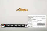 Black River Madtom, photographed in Missouri