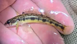 Appalachia Darter, photographed in Virginia