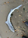 Dusky Smooth-hound, photographed in New Jersey