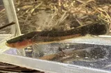 Swampfish, photographed in North Carolina