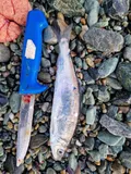Atlantic Herring, photographed in Trøndelag