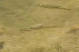 Rio Grande Chub, photographed in New Mexico