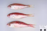 Deepwater Longtail Red Snapper, photographed in New South Wales