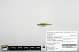 Blackchin Shiner, photographed in Minnesota