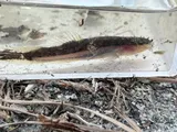 Swampfish, photographed in North Carolina